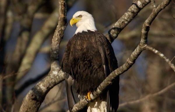 MDC Twin Pines Conservation Education Center to host Eagle Days event on Jan. 26
