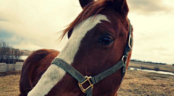 Horse nutrition and pasture management workshop set