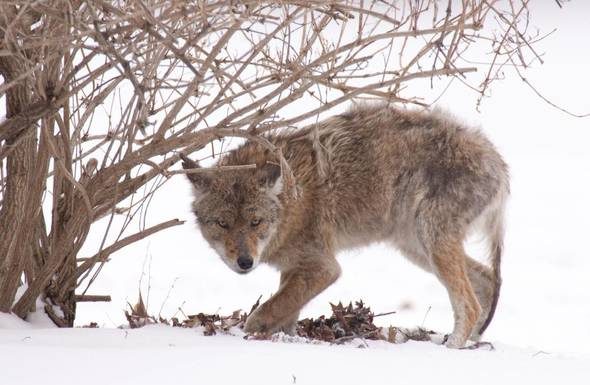 MDC reminds the public of extended furbearer season