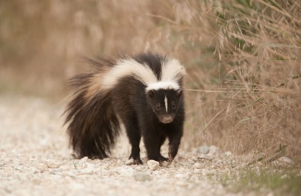 Skunk Confirmed as Fourth Rabies Case in Howell County in 2022