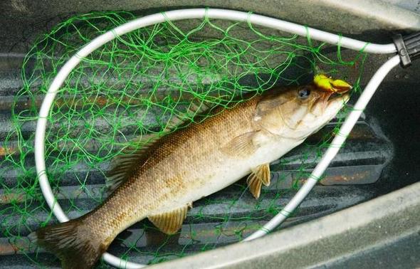 Learning About Largemouth  Missouri Department of Conservation