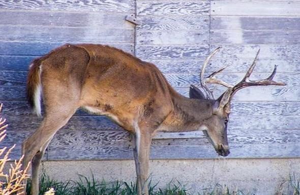 MDC reminds deer hunters of mandatory CWD sampling Nov. 11-12 and other key CWD info