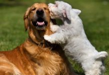Pet Safety for 4th of July Celebrations