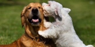 Pet Safety for 4th of July Celebrations