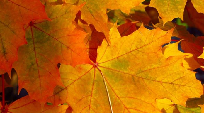 WP opening compost pile for leaves; reminds people of burning, disposal requirements