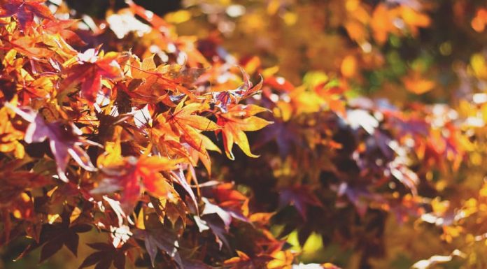 City still collecting fall leaves