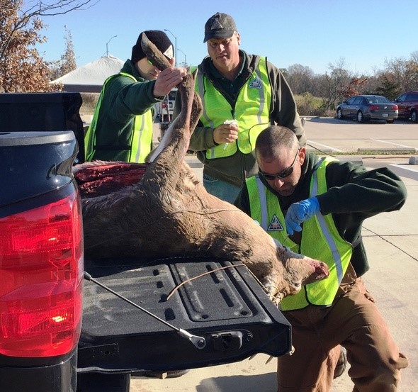 deertestmdc