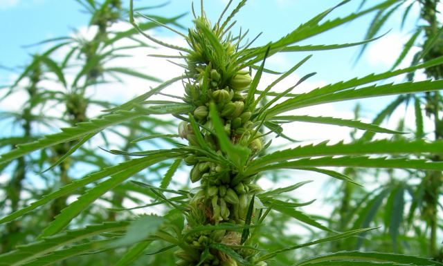 Missouri farmers allowed to grow industrial hemp in 2020