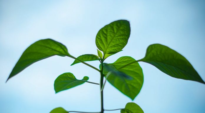 Arkansas panel adopts date for dicamba spraying in 2020