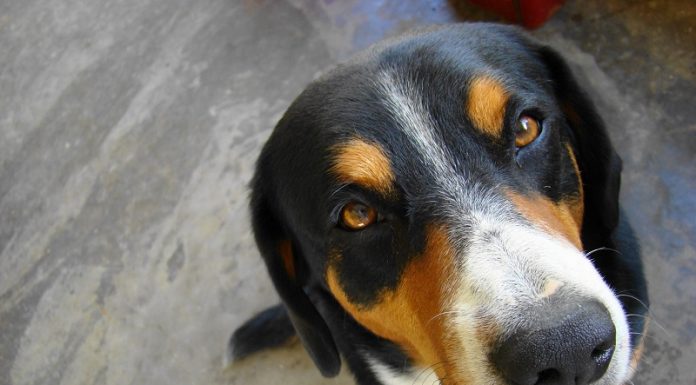 Groups ask pet owners to clean up messes while in downtown area