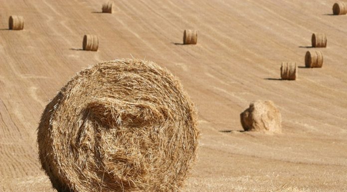Missouri Department of Agriculture Warns Producers about Hay Scams
