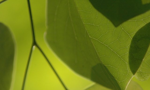 MDC offers tips for planting trees in the fall