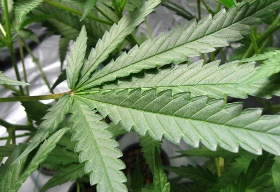 Rejected medical marijuana grower applicant sues Missouri