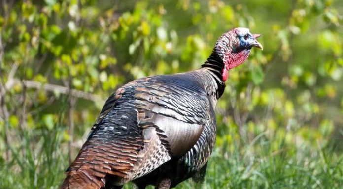 Apply online starting Feb. 1 for MDC spring managed turkey hunts