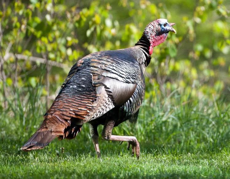 Missouri Youth Turkey Hunting Season is Over, and Results are in 2,881