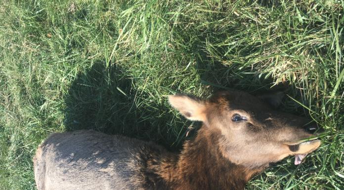 MDC reports elk poached in Carter County