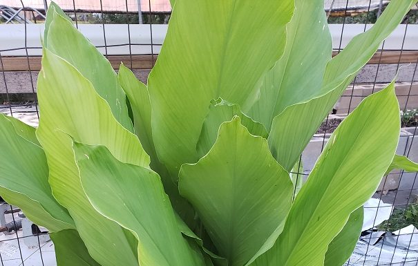 West Plains Area Farmers Market selling organic ginger, turmeric
