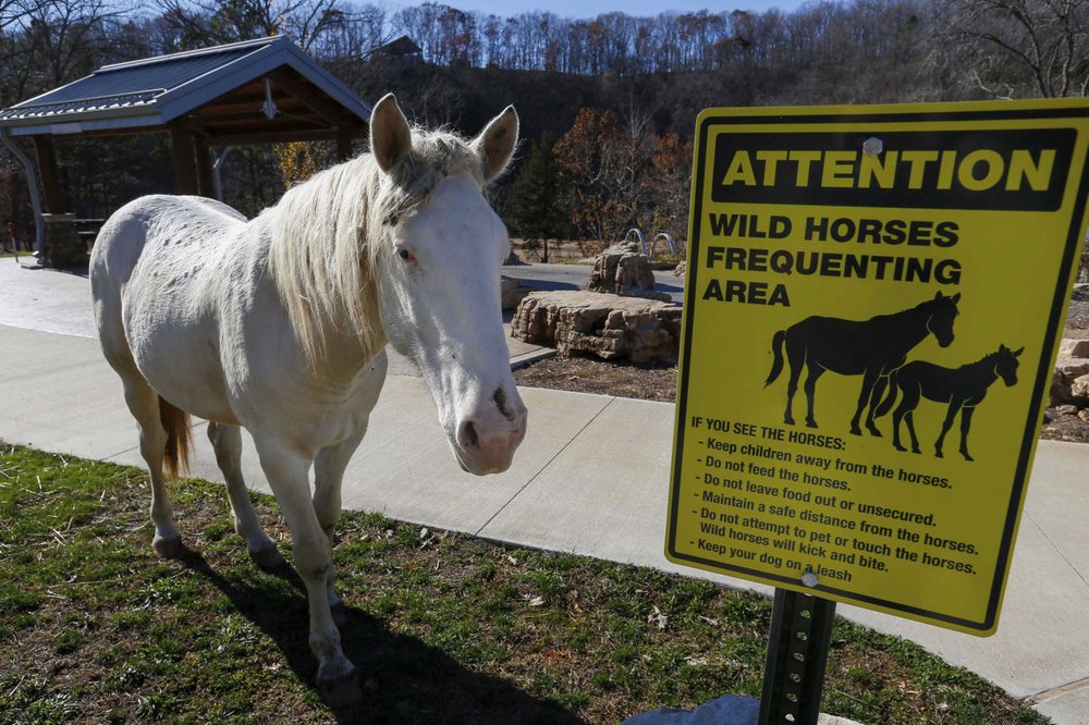 Wild Horses Causing Problems At State Park Get Adopted Ozark Radio News