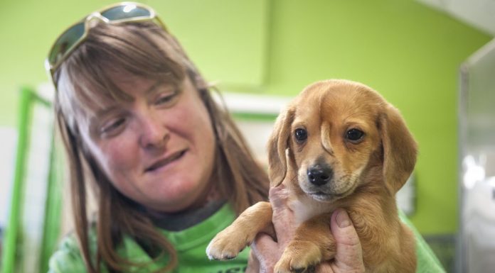 Rescue: ‘Unicorn’ puppy doesn’t notice ‘tail’ growth on head