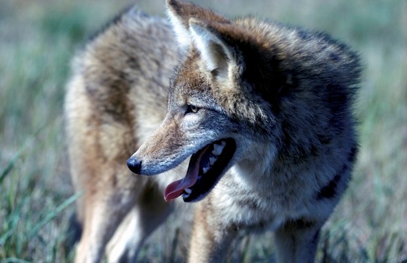 Coyote Breeding Season Upcoming; MDC Suggests Tips for Avoidance ...