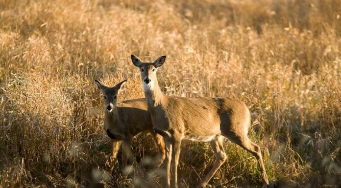 Apply online for MDC managed deer hunts starting July 1