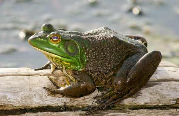 Frog Gigging: Hunting Bullfrogs During Summer (video)