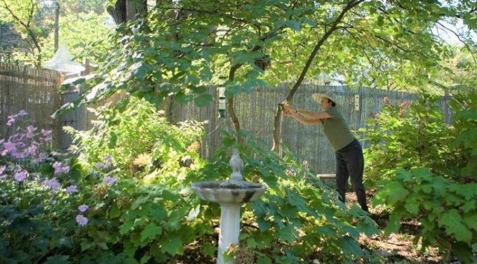 Join MDC webcast July 1 to learn about attracting backyard wildlife