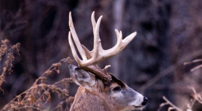With October and November Comes Increased Threat of Deer-related Crashes