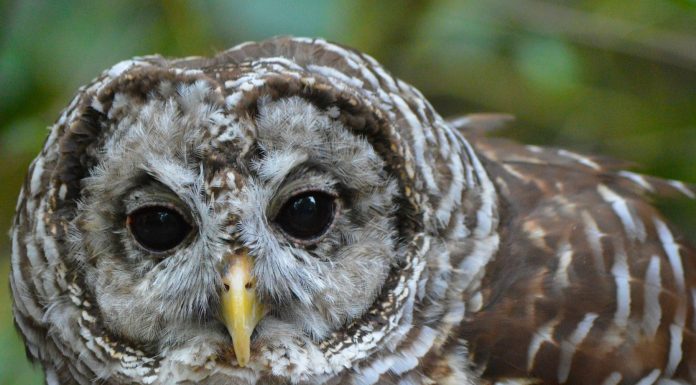 Ozark National Scenic Riverways hosts Owl Prowl