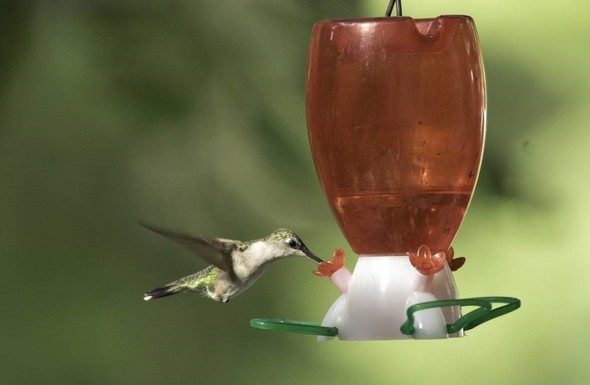 MDC encourages public to support hummingbirds during spring migration