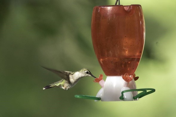 hummingbird