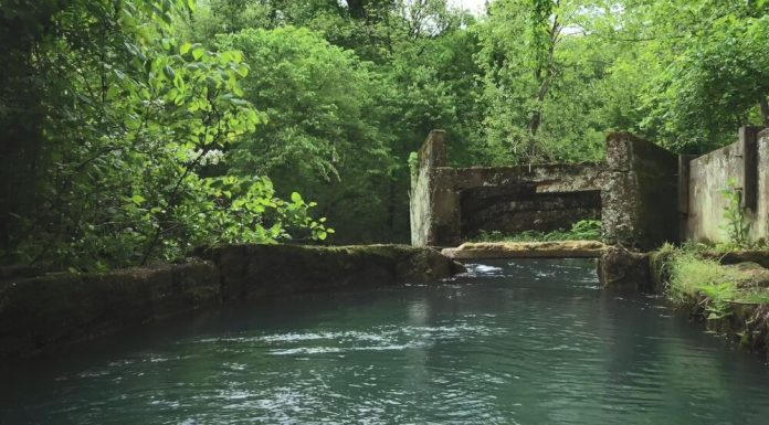 Ozark Vitality to host a Guided Nature Tour of the Southeast Ozarks on May 1