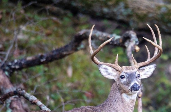 MDC reminds deer hunters to get harvested deer sampled for CWD