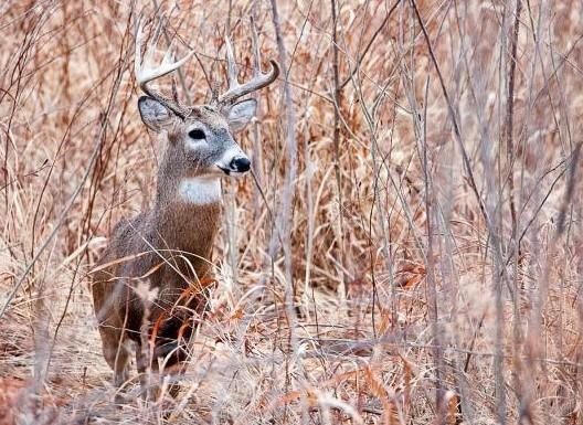 First Weekend of November Deer Season is Over; Texas County in 2nd Place, Howell in 3rd