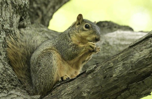 MDC reminds public squirrel and black bass seasons open May 28