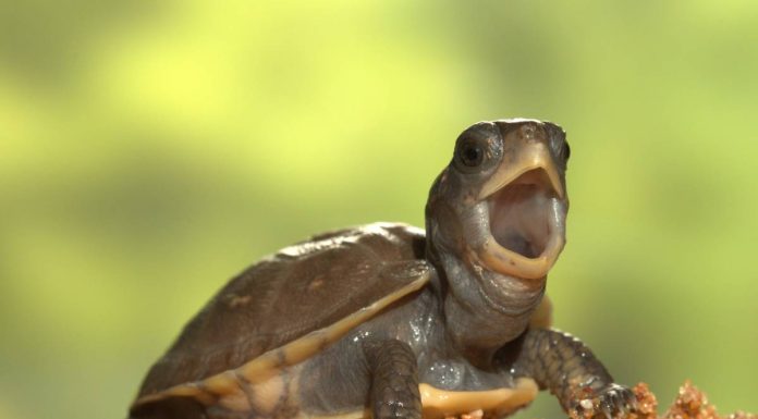 Tips for helping out during Wild Turtle Week