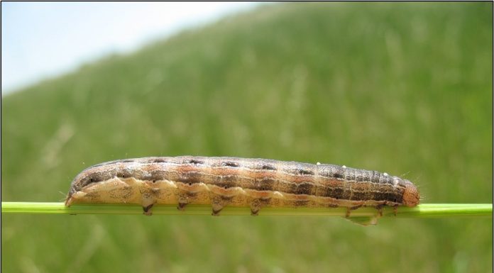 It is Time to Start Scouting for True Armyworms