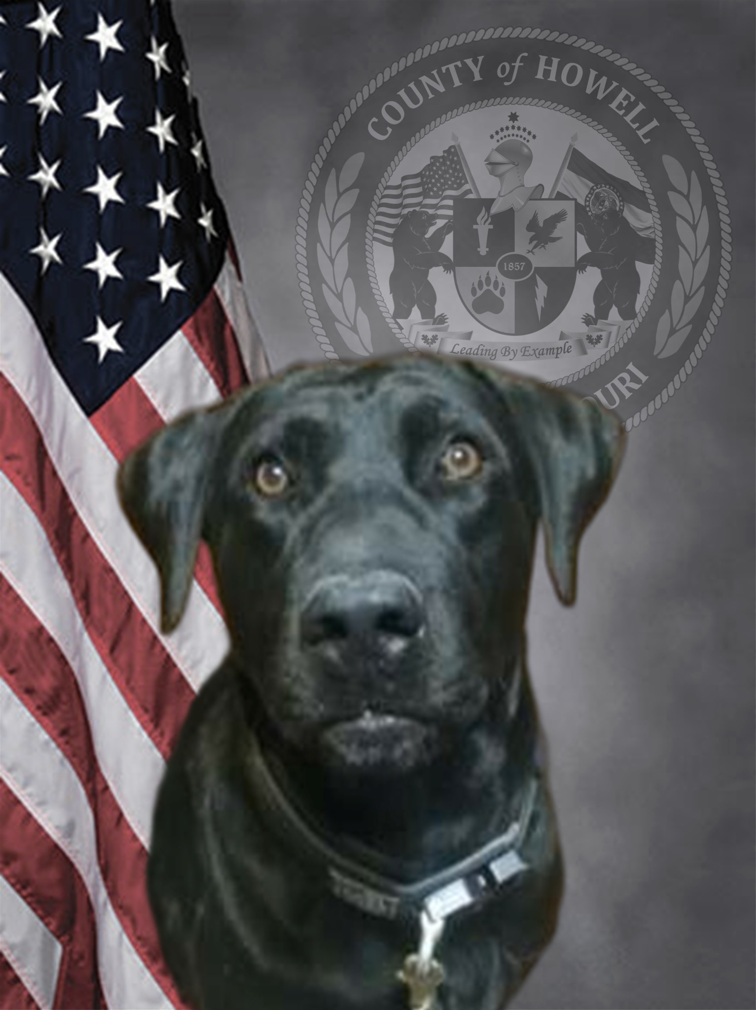 Howell County K9 Half-Retires as Missouri Laws Change on Marijuana ...