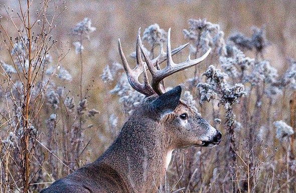 Tips to remember during Nov. Firearm Deer Season in Missouri