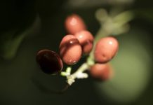 MDC Buying Select Seeds Once Again from the Public