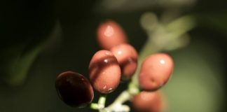 MDC Buying Select Seeds Once Again from the Public