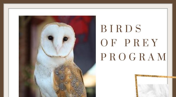 “Birds of Prey” Exhibition Coming this Weekend in Mammoth Spring