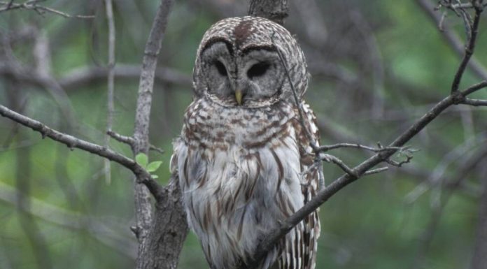 Learn about owls Oct. 26 at MDC’s Twin Pines Conservation Center