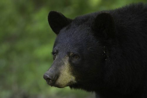 Learn about bears at Nov. 30 MDC virtual program - Ozark Radio News