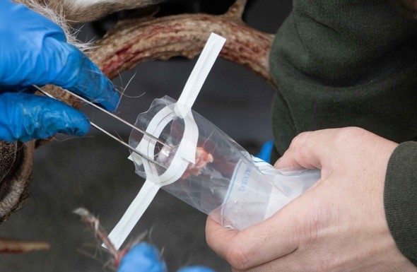 MDC thanks deer hunters for help with CWD sampling this past weekend