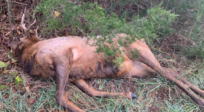 MDC Posts Reward for Info on Shannon County Elk Poacher
