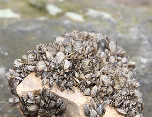 Zebra Mussels Officially Confirmed in Bull Shoals Lake