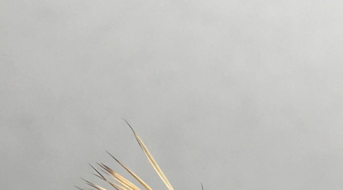 Fly Tying Classes at Pulltite in January