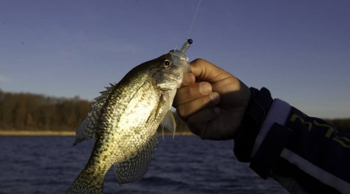 Get tips on winter crappie fishing at Jan. 4 MDC virtual program