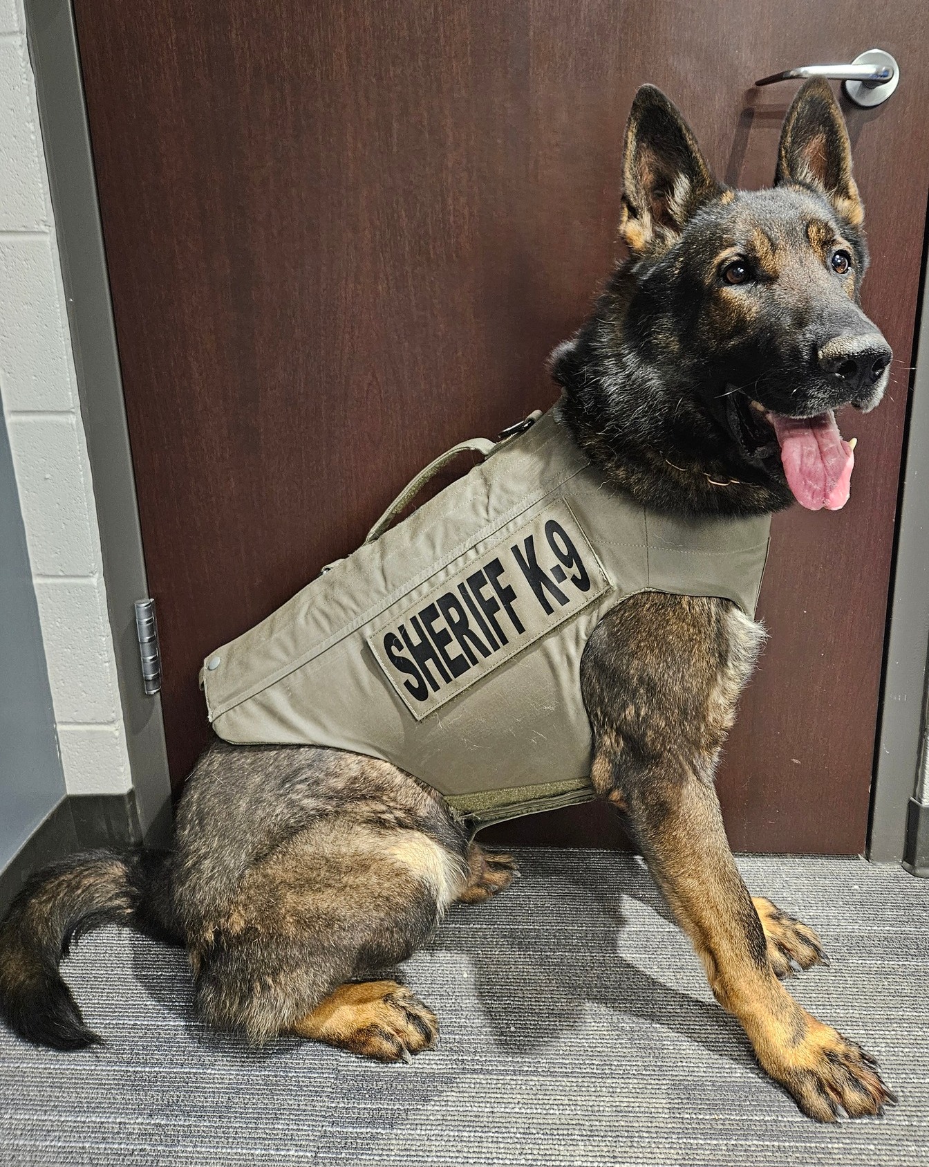 Douglas County K9 Receives Body Armor As Part Of A Donation Ozark